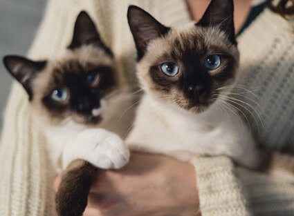 Hospital Policy - Grove Center Veterinary Hospital