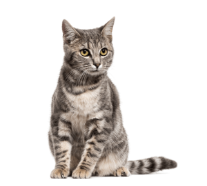 Cat Wellness Exam : infographic