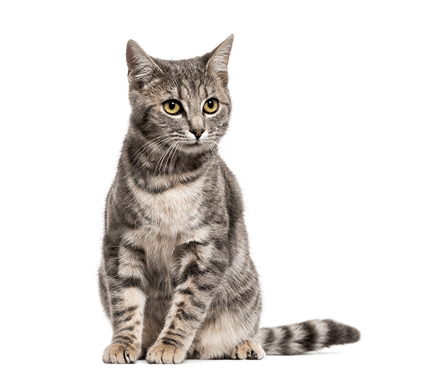 Cat Wellness Exam : infographic