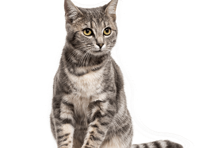 Cat Wellness Exam : infographic