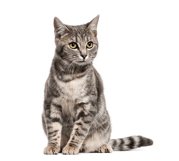 Cat Wellness Exam : infographic