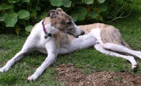 Diabetic - Dog Diet