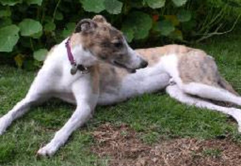 Diabetic - Dog Diet