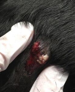 Follicular Cysts in Dogs - Grove Center