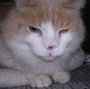 cat asthma Symptoms