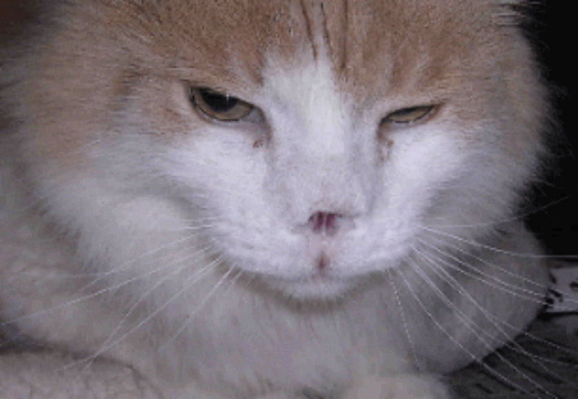cat asthma Symptoms