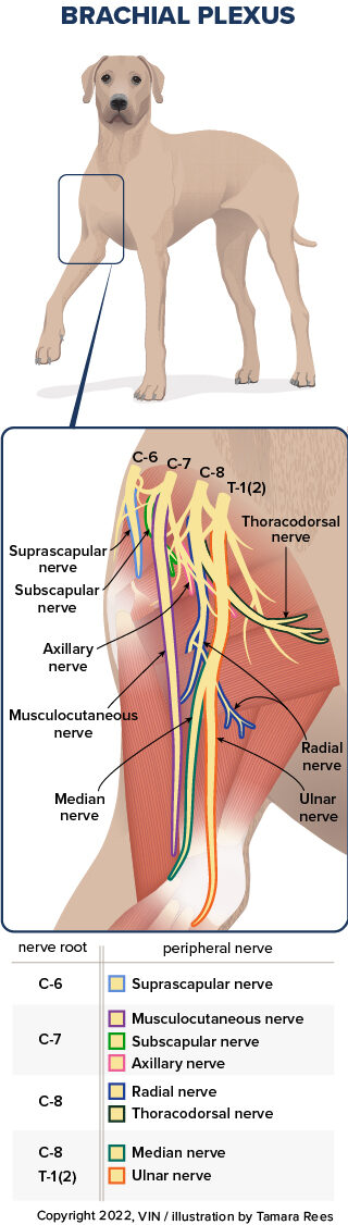 canine_Brachial Plexus_brachial_plexus_closeup_2