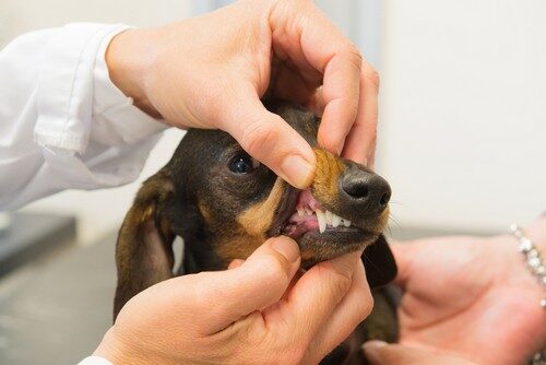 smallanimaldentalcare_img