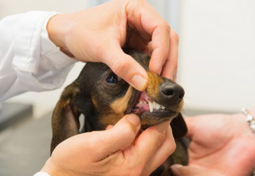 smallanimaldentalcare_img