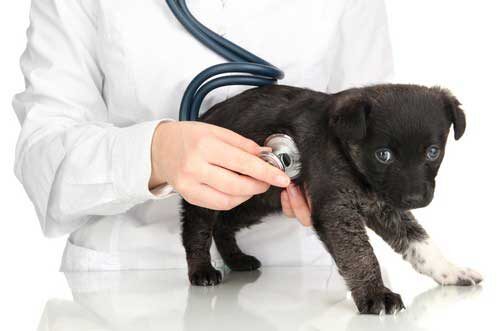 Laser Therapy- for Your -Older Pet