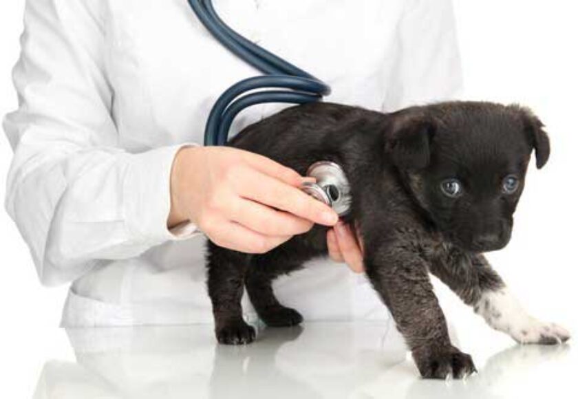 Laser Therapy- for Your -Older Pet