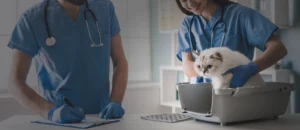 Emergency Animal Clinic