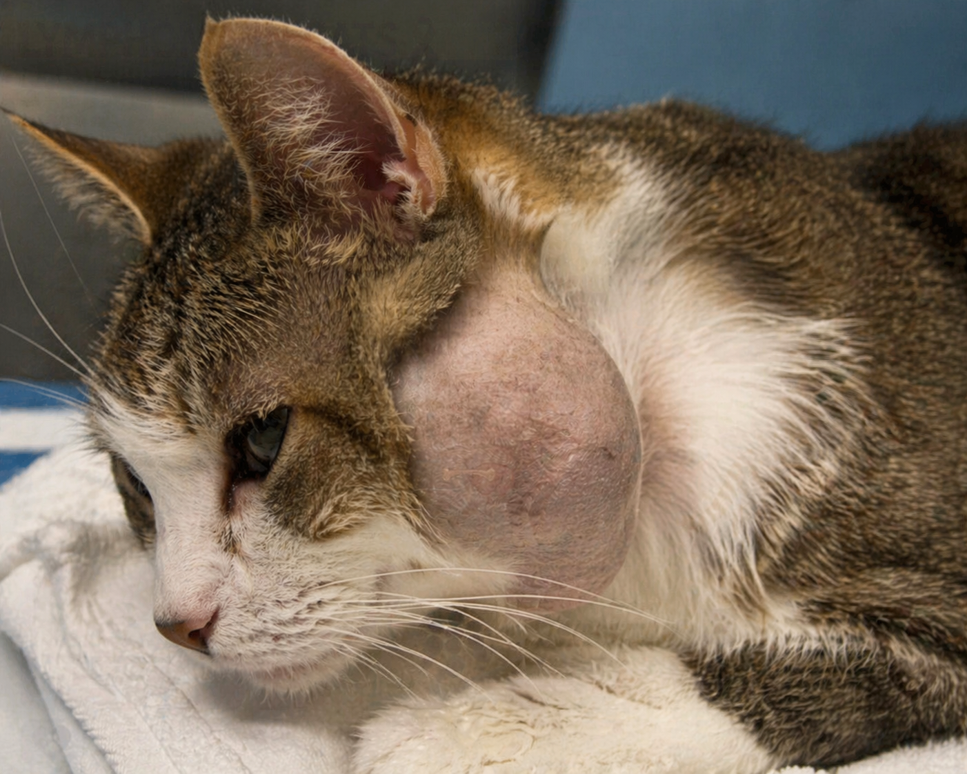Lymphoma in Cats- Grove center veterinary hospital