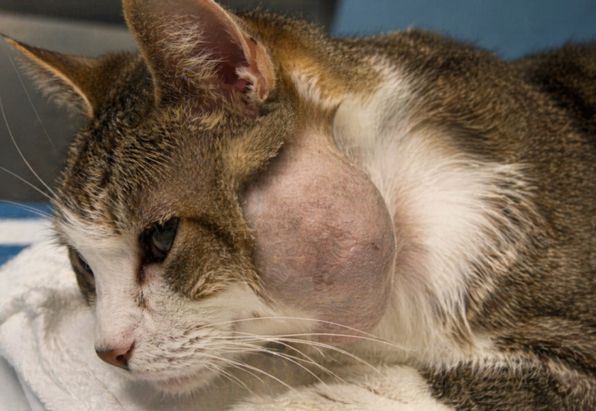 Lymphoma in Cats- Grove center veterinary hospital
