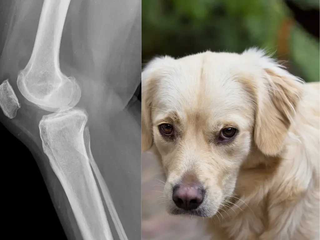 djd -Degenerative Joint -Grove Center