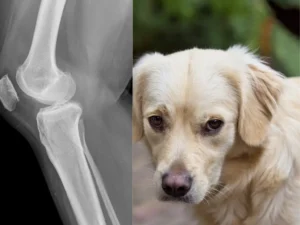 djd -Degenerative Joint -Grove Center