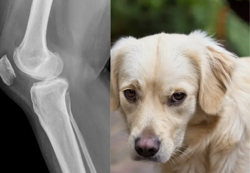 djd -Degenerative Joint -Grove Center