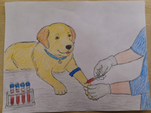 Routine Blood Work for Pets - Blood