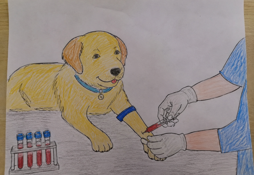 Routine Blood Work for Pets - Blood