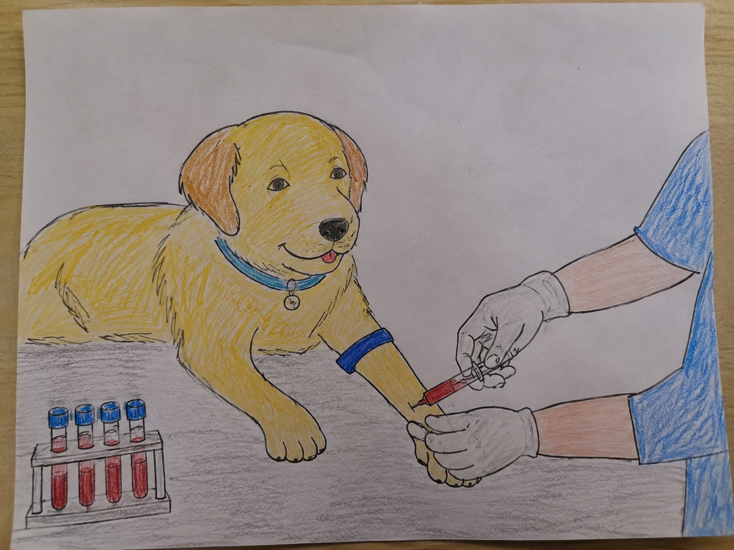Routine Blood Work for Pets - Blood
