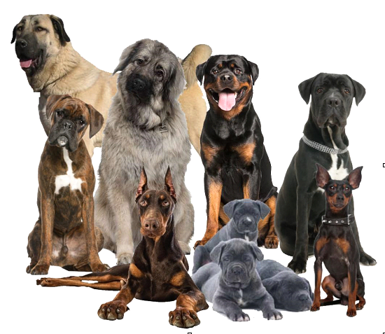 Bloat (GDV) in Dogs