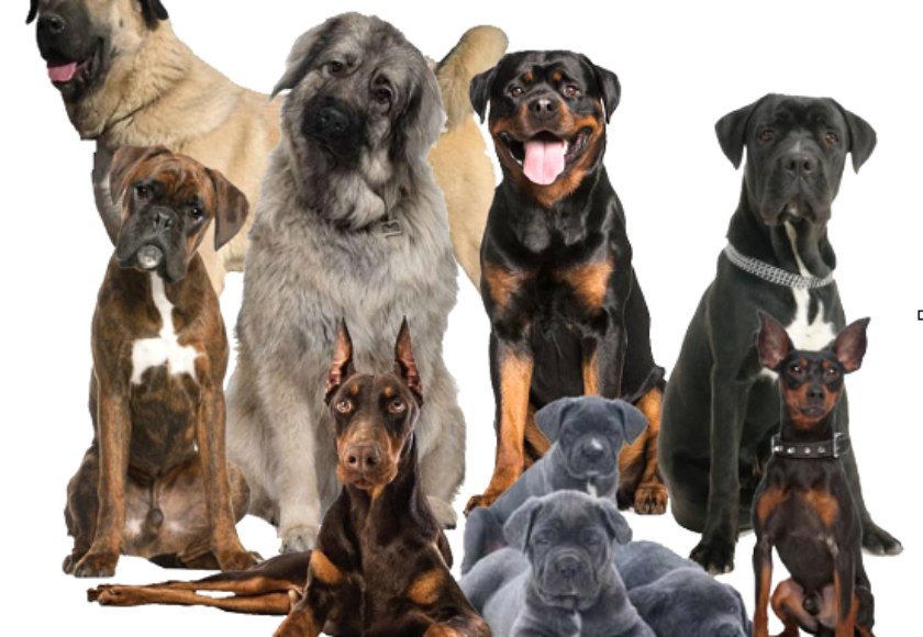 Bloat (GDV) in Dogs