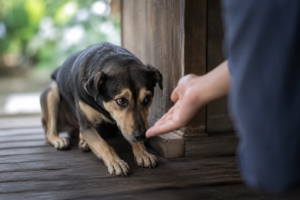Shy Dog Rescue- grove center