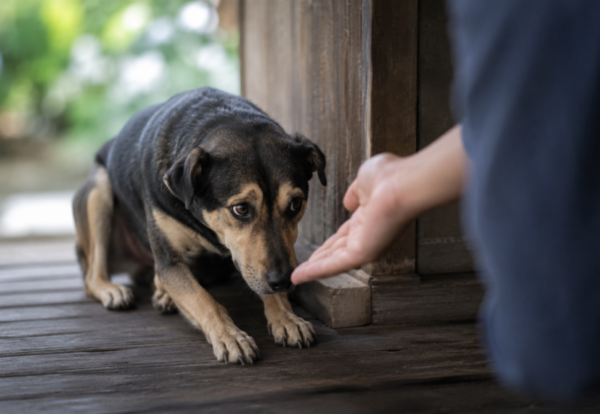 Shy Dog Rescue- grove center