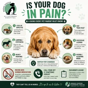 if Dog is in Pain