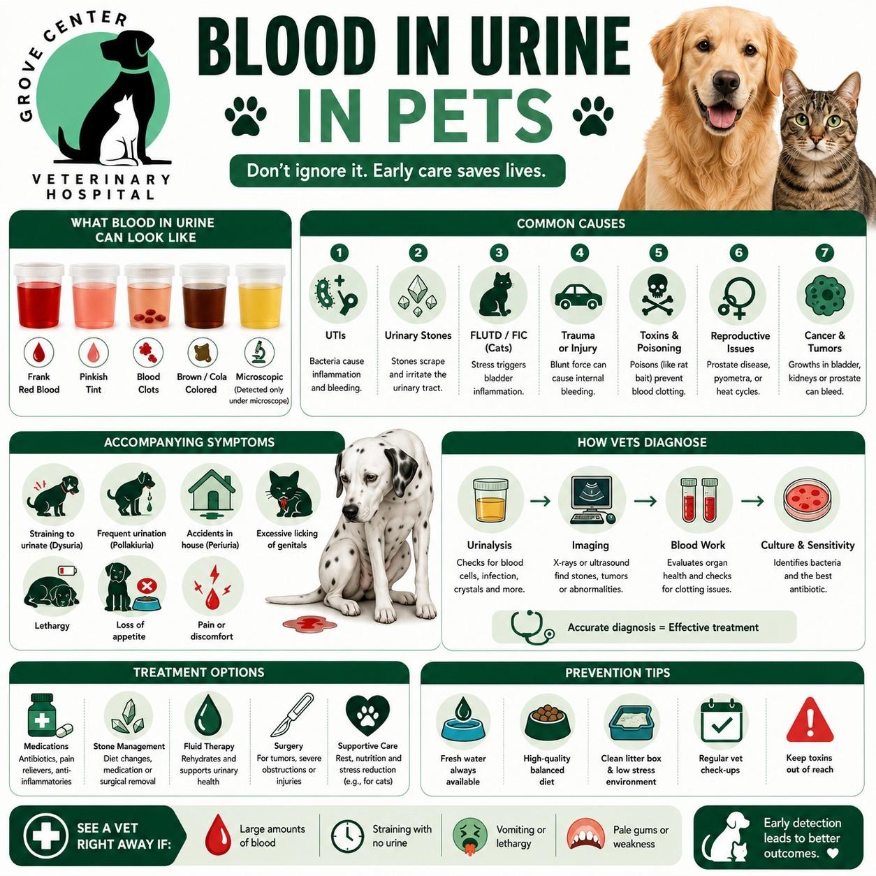 Ovarian Remnant Syndrome in Dogs and Cats: Signs, Diagnosis, & Treatment