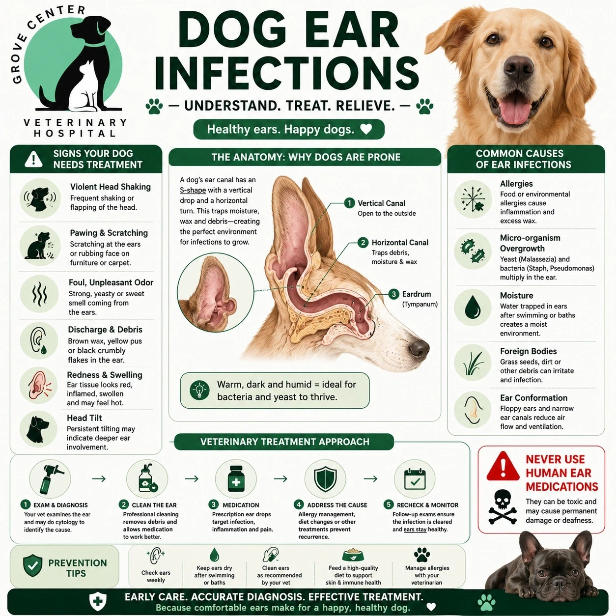 Dog Ear Infection Treatment