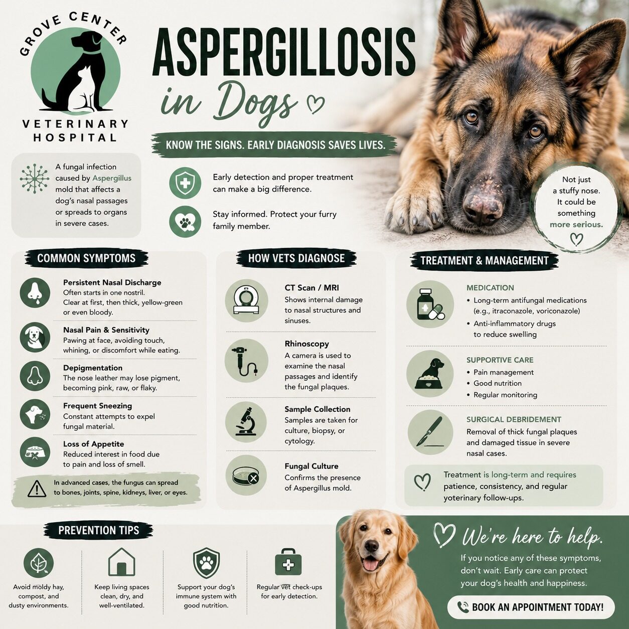 Aspergillosis in Dogs