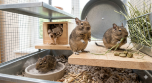Essential, Degu Care, The Complete Owners Manual