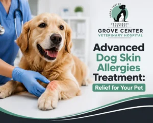 Dog Skin Allergies Treatment : Infographic
