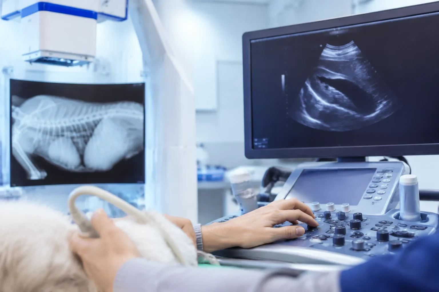 Veterinary Diagnostic Services : infographic