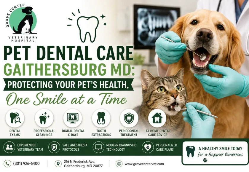 Pet Dental Care Gaithersburg MD