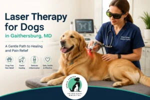 Laser Therapy for Dogs in Gaithersburg